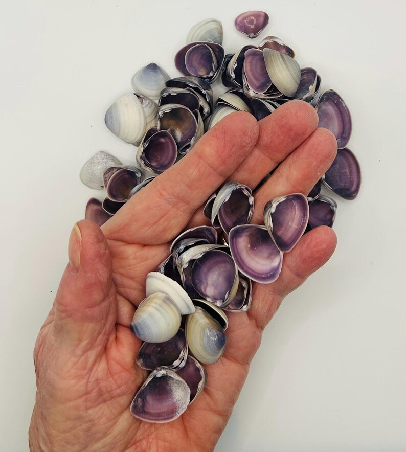 Purple Clam Shells, Small Craft Shells, Coastal Decor, Wedding Decor 1/ ...