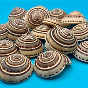 Sundial Shells, 10 pieces, large craft shells, coastal decor, 1.25 to 1.5 inches