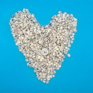 May include: A heart-shaped arrangement of small, off-white seashells on a bright blue background. A US quarter coin is placed in the center of the heart. The shells have a spiral design and vary in size.