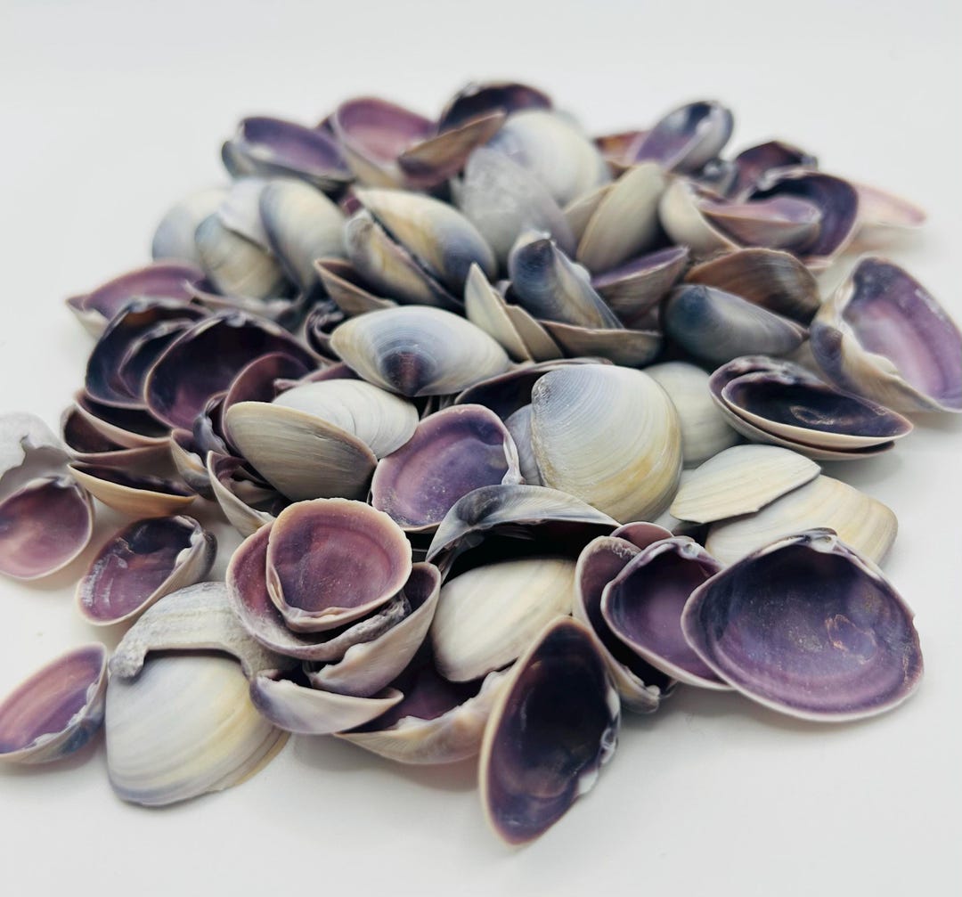 Purple Clam Shells, Small Craft Shells, Coastal Decor, Wedding Decor 1/ ...
