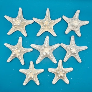 May include: Seven white starfish with textured surfaces are arranged on a bright blue background. The starfish have five arms and a central disc. The image is a top-down view, showcasing the natural shapes and details of the marine life.