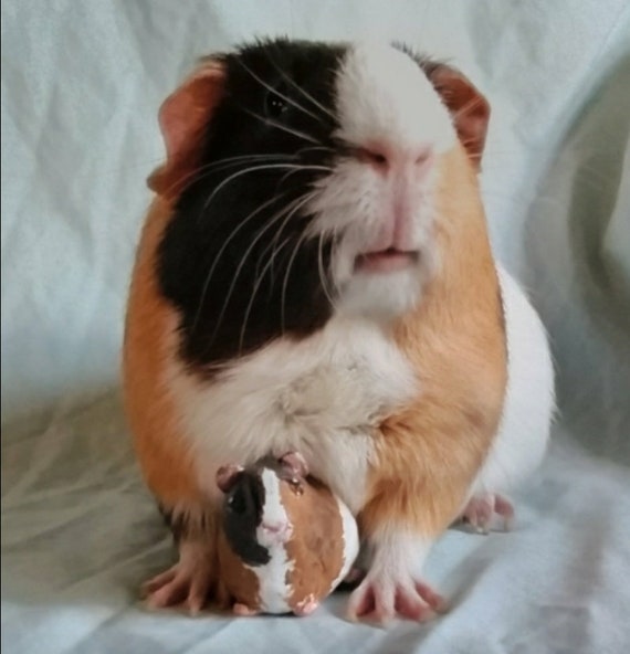 Custom Guinea Pig Model Short Haired Etsy
