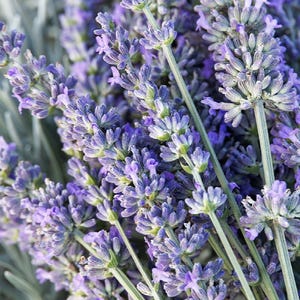 Pode incluir: Close-up de um buquê de lavanda fresca. A imagem mostra vibrantes cabeças de flores roxas em finos caules verdes. O fundo apresenta folhagem macia e desfocada cinza-esverdeada, criando uma estética natural e calmante. A lavanda está em plena floração.