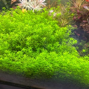 Pearlweed (Hemianthus micranthemoides) 15+ stems submersed grown