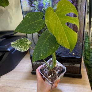 May include: A potted Monstera plant with large, green leaves speckled with white variegation. The plant is in a clear plastic pot filled with soil and is held in front of a terrarium. The leaves have a vibrant, healthy appearance.