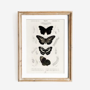 Butterfly Print, Butterfly Wall Art, Butterfly Sketch Art, Vintage Butterfly Print, Neutral Farmhouse Wall Decor, Antique Butterfly Drawing