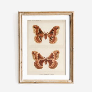Butterfly Print, Butterfly Wall Art, Butterfly Sketch Art, Vintage Butterfly Print, Neutral Farmhouse Wall Decor, Antique Butterfly Drawing