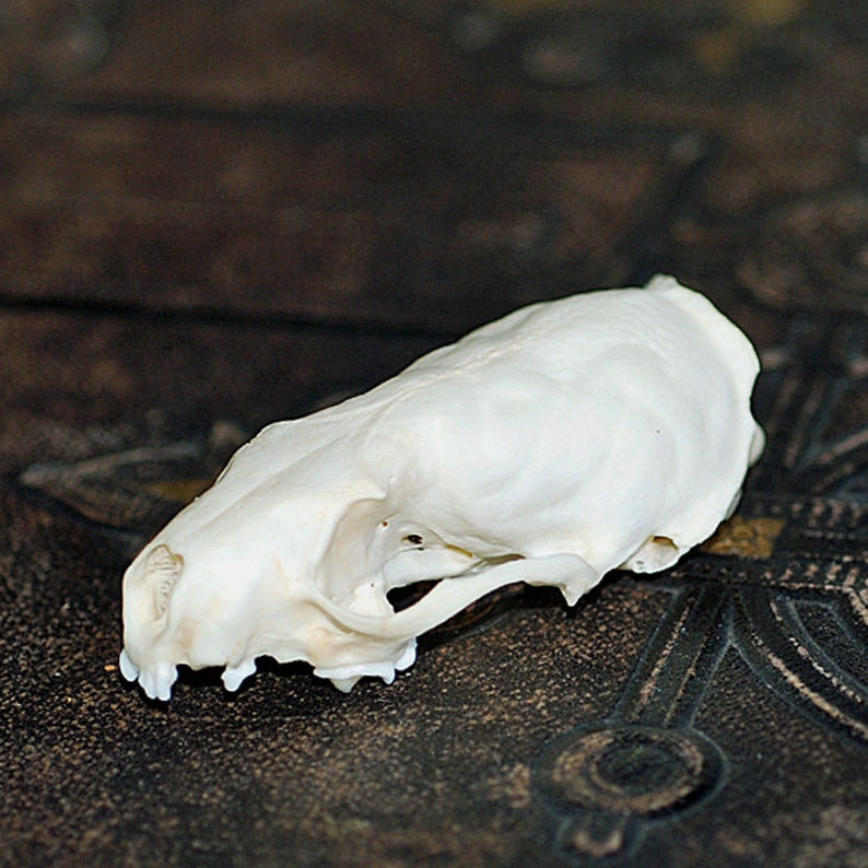 Skull of a Small Animal for Your Artistic Needs Cool Vintage Etsy