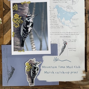 May include: A collection of nature-themed prints and ephemera featuring a Hairy Woodpecker. The prints include illustrations, a map, and text about the bird. The color palette includes white, black, and shades of blue and brown.