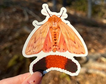 Woolly Worm and Isabella Tiger Moth Sticker