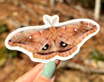 Polyphemus Moth Sticker