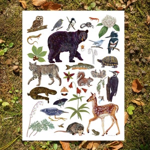 Flora e fauna della Carolina del Nord occidentale - Stampa artistica 11"x14"