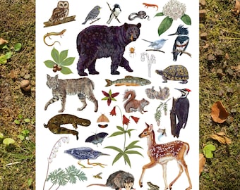 Western North Carolina Flora and Fauna- 11"x14" Art Print