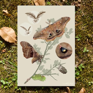 May include: A beige print featuring detailed illustrations of moths and a caterpillar on a branch. The moths are brown with eye-like markings on their wings. The print includes a close-up of a moth's eye and other insect details.