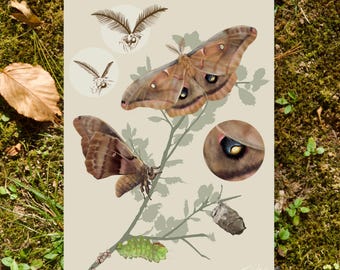 Polyphemus Moth- 5"x7" Art Print