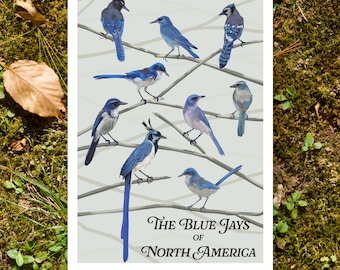 Blue Jays of North America- 5"x7" Art Print