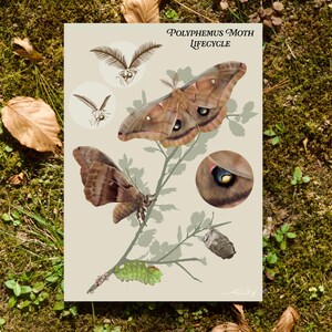 May include: A print titled "Polyphemus Moth Lifecycle" features illustrations of the moth's life stages. The artwork showcases the moth in various forms, including a caterpillar, pupa, and adult moth with brown and tan wings. The background is a light beige.