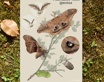 Polyphemus Moth With Text- 5"x7" Art Print
