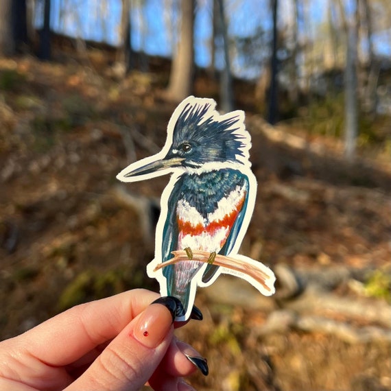 Belted Kingfisher Sticker