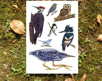 Appalachian Avifauna- 5"7" Art Print