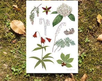 Fleetwood Flora- 5"7" Art Print