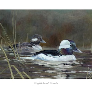 Puede incluir: Una impresión artística con dos patos bufalo nadando en el agua. Los patos tienen plumaje negro, blanco e iridiscente. El agua refleja los patos y los juncos circundantes. El texto "Bufflehead Ducks" está en la parte inferior de la impresión.