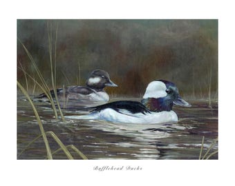 2025 Federal Duck Stamp Entry- Bufflehead Ducks