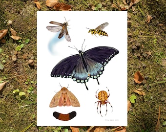 Appalachian Insectary- 11"x14" Art Print