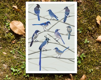 Blue Jays of North America- 5"x7" Art Print