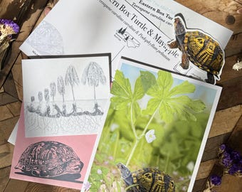 Mountain Time Mail Club June Catch-up: Box Turtle and Mayapple