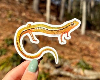 Blue Ridge Two-lined Salamander Sticker