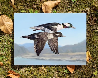 Take a Dive with Bufflehead Ducks- 5"x7" Postcard Art Print