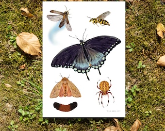 Appalachian Insectary- 5"x7" Art Print