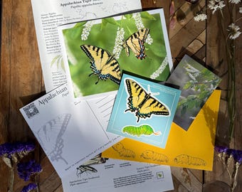 Mountain Time Mail Club May Catch-up: Appalachian Tiger Swallowtail