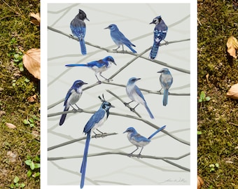Blue Jays of North America- 8"x10" Art Print