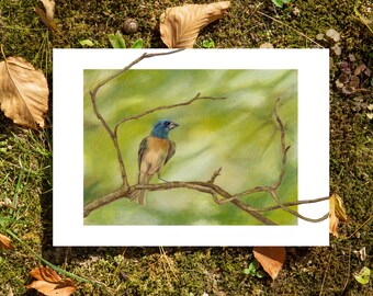 Lazuli Bunting- 5"x7" Postcard Art Print