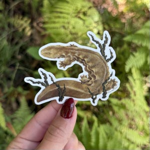 Hellbender Salamander Clear Sticker