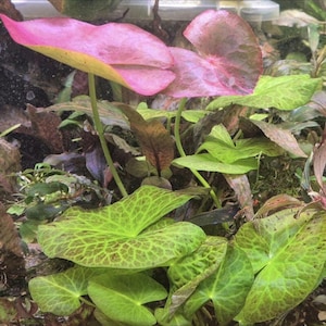 Könnte beinhalten: Nahaufnahme von Wasserpflanzen. Große, rosa Seerosenblätter mit gelben Rändern heben sich vom grünen und braunen Laub ab. Die Blätter weisen komplizierte Muster auf und erzeugen eine visuell ansprechende Wasserlandschaft.