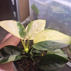 Könnte beinhalten: Eine Topfpflanze mit großen, bunten Blättern. Die Blätter zeigen eine Mischung aus cremeweißen, hellgrünen und dunkelgrünen Farbtönen. Die Pflanze steht in einem kleinen schwarzen Topf, und die Erde ist sichtbar.