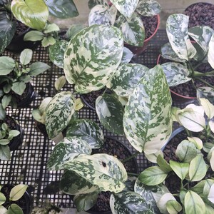 Könnte beinhalten: Draufsicht auf mehrere Topfpflanzen mit großen, panaschierten Blättern. Die Blätter zeigen eine Mischung aus grünen und cremeweißen Mustern. Kleinere Pflanzen mit einfarbigen grünen Blättern sind ebenfalls zu sehen, was eine vielfältige Blätterpracht ergibt.