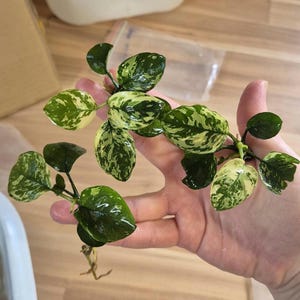 Anubias varKing