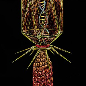 Art Print Bacteriophage Virus Original done on Scratchboard image 2