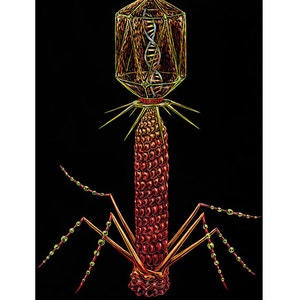 Art Print Bacteriophage Virus Original done on Scratchboard image 1