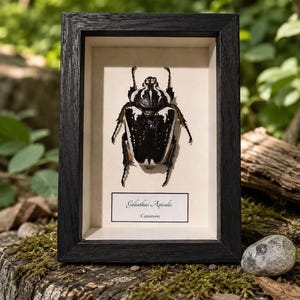 Peut inclure: Un spécimen encadré du scarabée Goliathus apicalis. Le coléoptère noir et blanc est monté sur un fond crème, dans un cadre en bois noir. L'étiquette indique "Goliathus Apicalis" et "Cameroun".