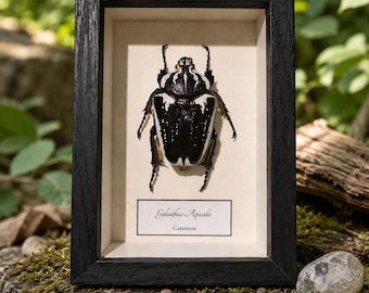 Cadre entomologique avec Goliathus apicalis – insecte naturalisé, décoration cabinet de curiosités, dark academia