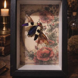 Peut inclure: Présentation encadrée d'un insecte avec des marques violettes, noires et blanches. L'insecte est monté sur un fond floral avec des fleurs rouges. Le cadre noir ajoute une esthétique vintage.