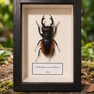 Op de afbeelding: Een ingelijst insectenexemplaar, met een grote kever met zwarte en oranje kleuren. De kever is gecentreerd in een zwart houten frame, met daaronder een label met de tekst "Odontolabis cuvera Fallaciosa, Nepal."