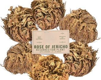 6 Pack Big Rose Jericho Dried Flower 2.5''-3.5'' | selaginella lepidophylla | resurrection plant | jumbo size dried rose | abundance,