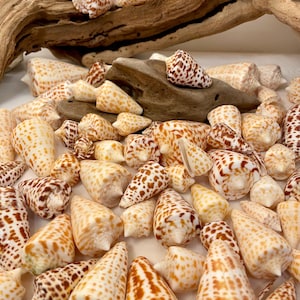 Conchas cónicas con letras surtidas. 4 conchas, tamaño 1,5"-2,25". Hermosas conchas cónicas con letras para manualidades, decoración, joyería, arte y más.