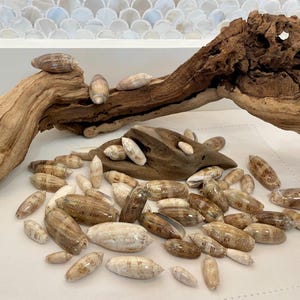 Lettered Olive Seashells Assorted, 15 Shells. Size 1.25